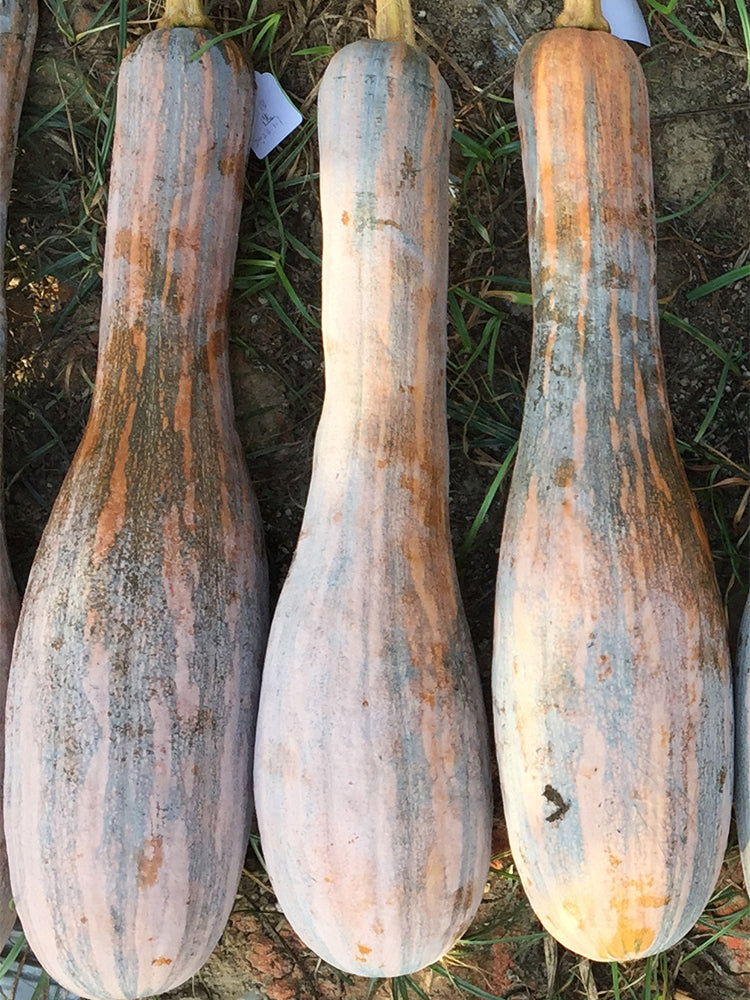 Beimi No.3 Pumpkin