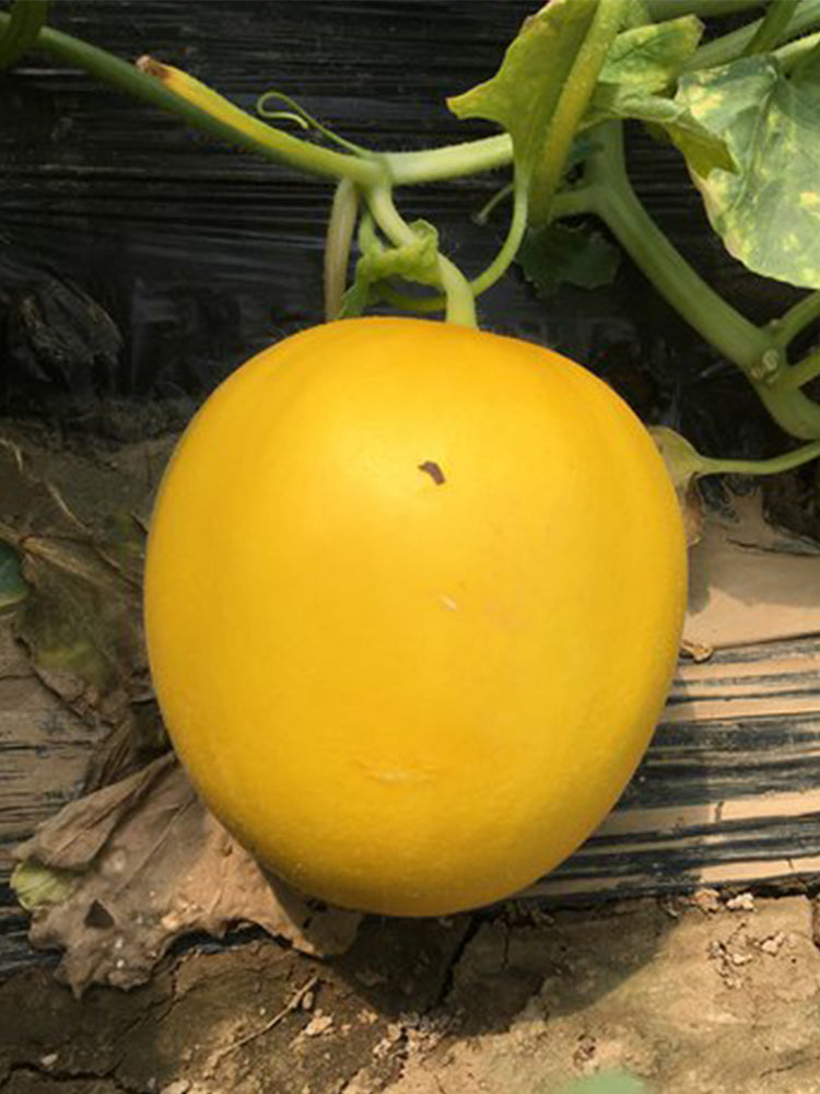 Hongyu Muskmelon