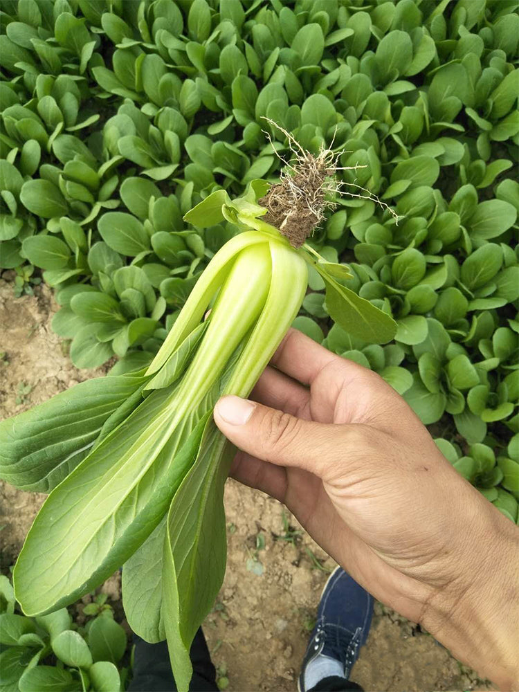 'Hezhiyuan' Shanghai Bok Choy
