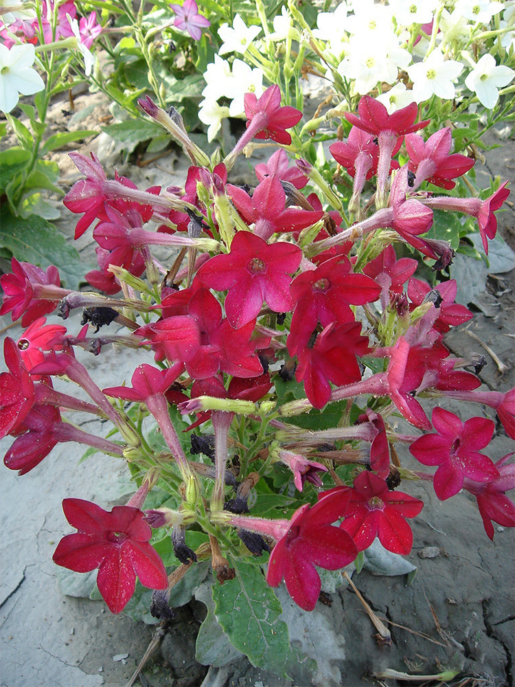 Flowering Tobacco (Nicotiana alata)