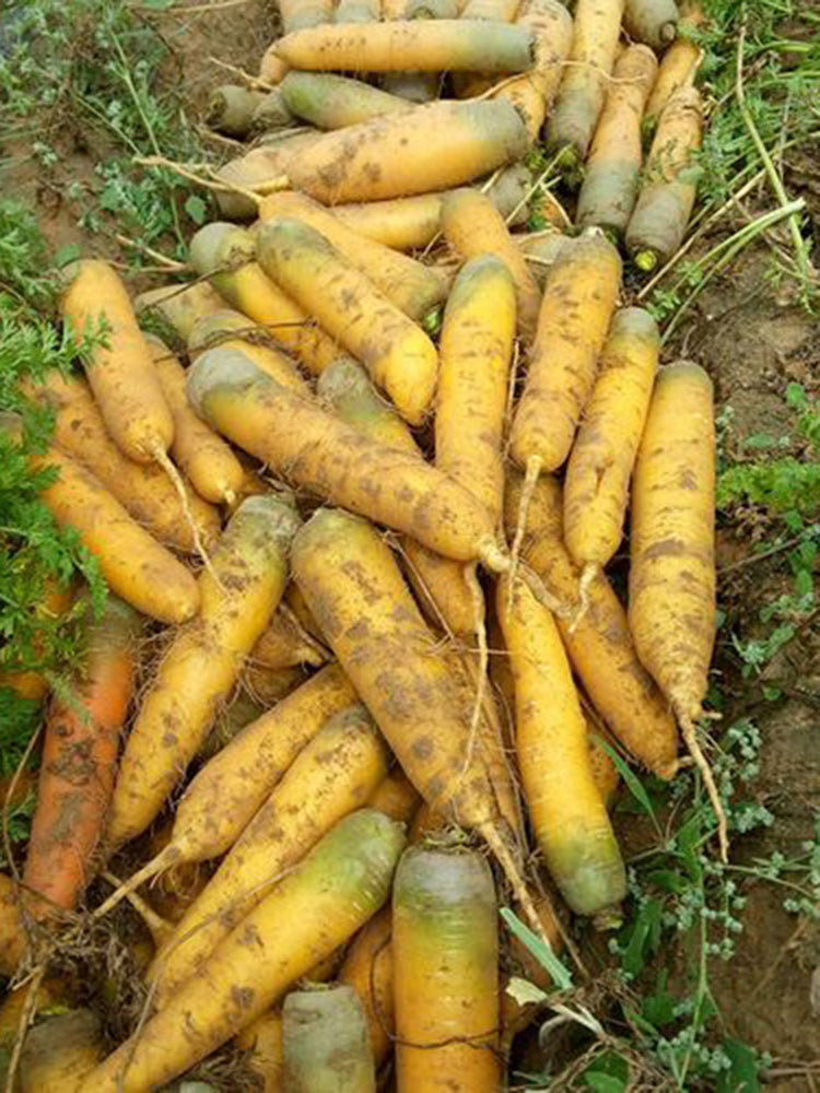Dutch Yellowstone Carrot