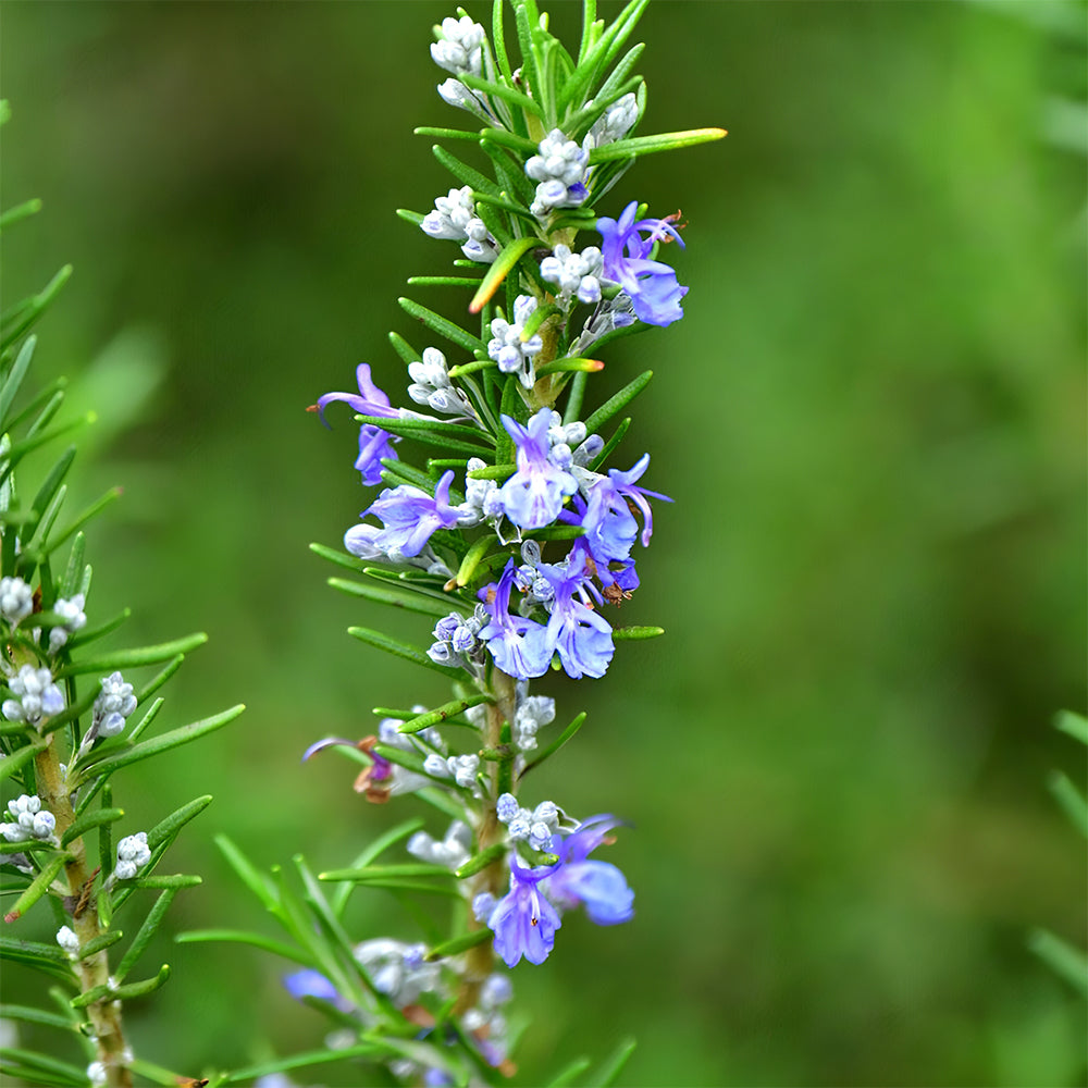 Aromatic Haven: Rosemary Seeds for Fragrant Gardens