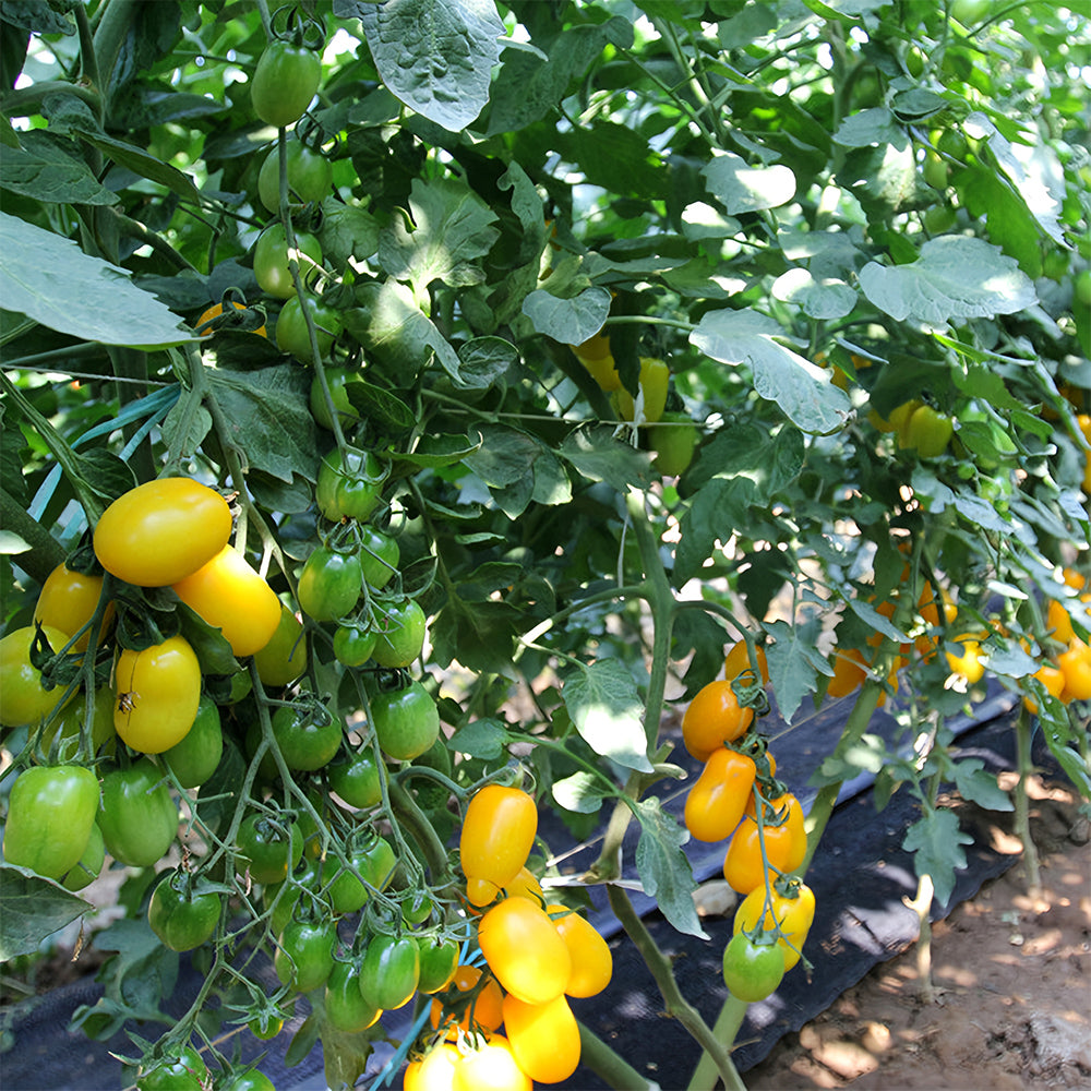 Sunshine Symphony: 5 Bags (200 Seeds/Bag) of 'Radiant Gold' Yellow Tomato Seeds