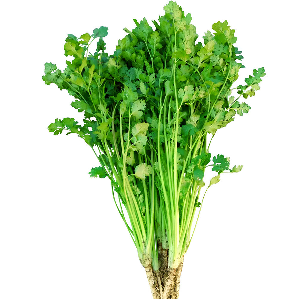 Jingyan® Fast-growing Coriander Seeds