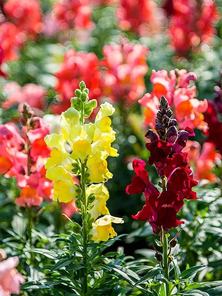 Dwarf Snapdragon, Mixed