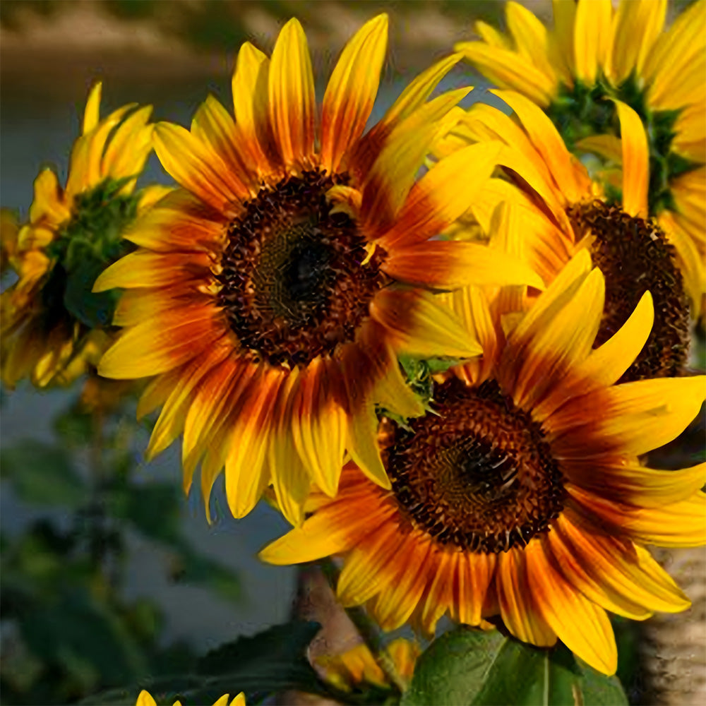 Bellfarm® Bi-Colour Sunflower Seeds (90cm)