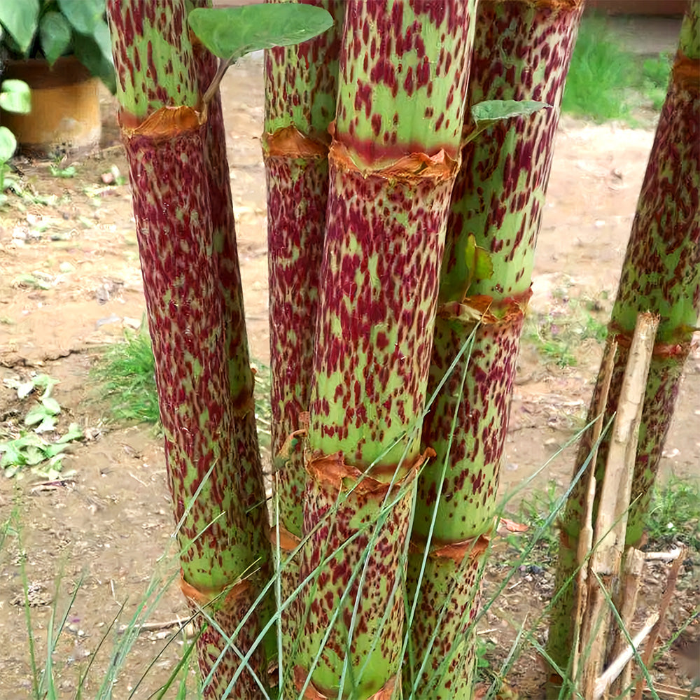 Bellfarm® Reynoutria japonica Seeds
