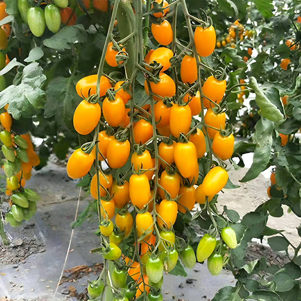 Glowing Gold: 5 Bags (200 Seeds / Bag) of 'Yellow Saint' Cherry Tomatoes