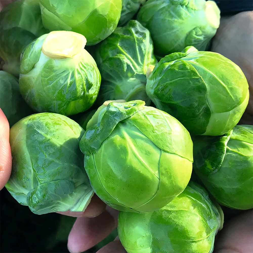 Jingyan® Brussels Sprout Seeds