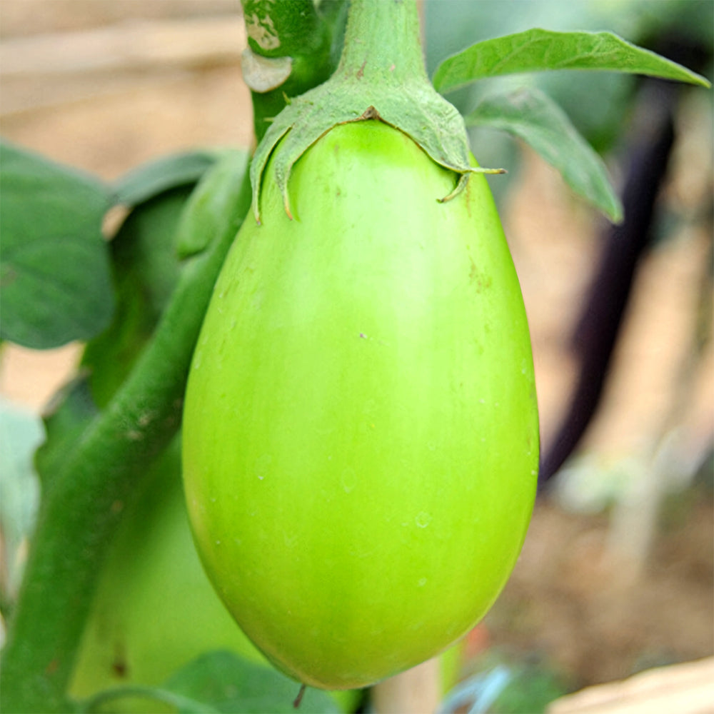 5 Bags (300 Seeds/Bag) of 'Xi'an Green Can' Eggplant Seeds
