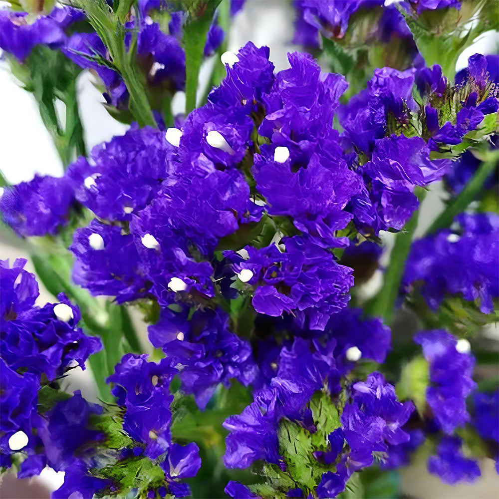 Your Garden's Crown: Wavyleaf Sea Lavender Seeds