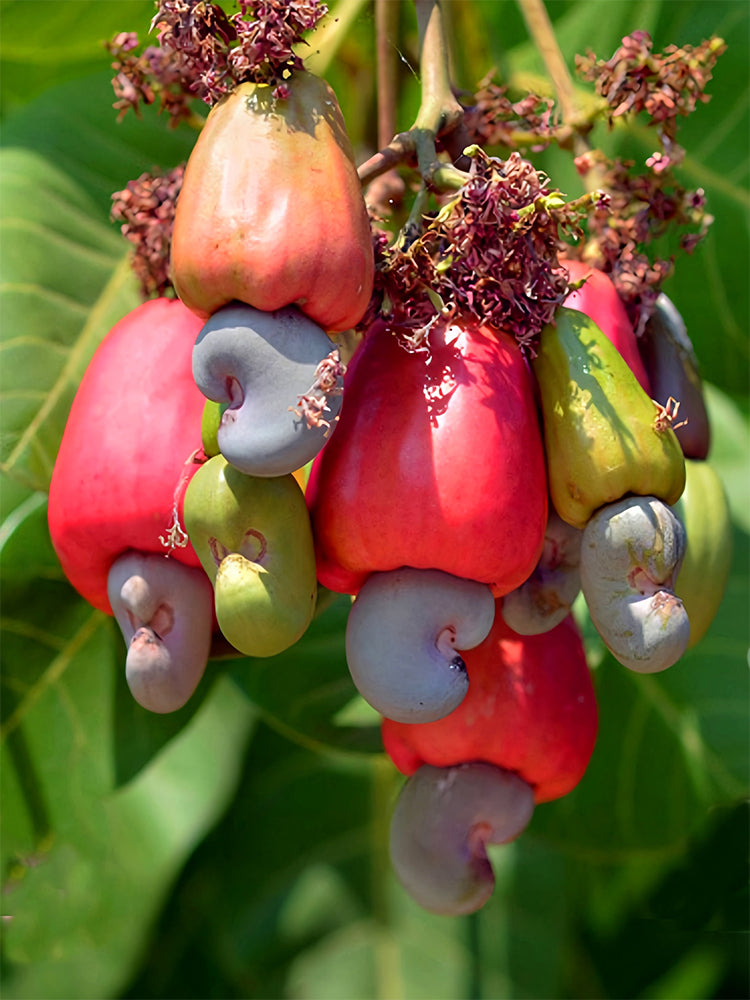 Bellfarm® Cashew Tree Seeds – MUCIAKIE