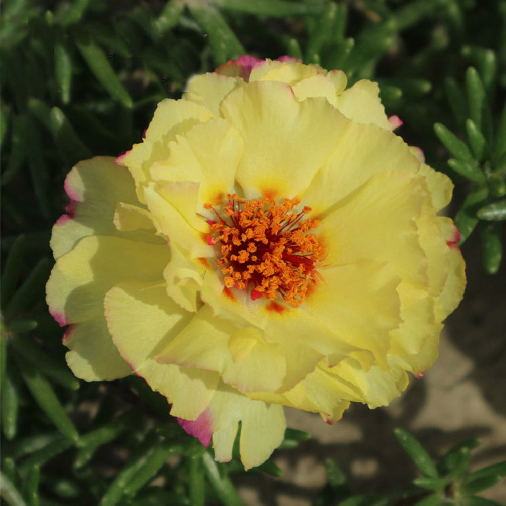 5 Bags (500 Seeds / Bag) of Moss Rose Seeds, Mixed Portulaca grandiflora