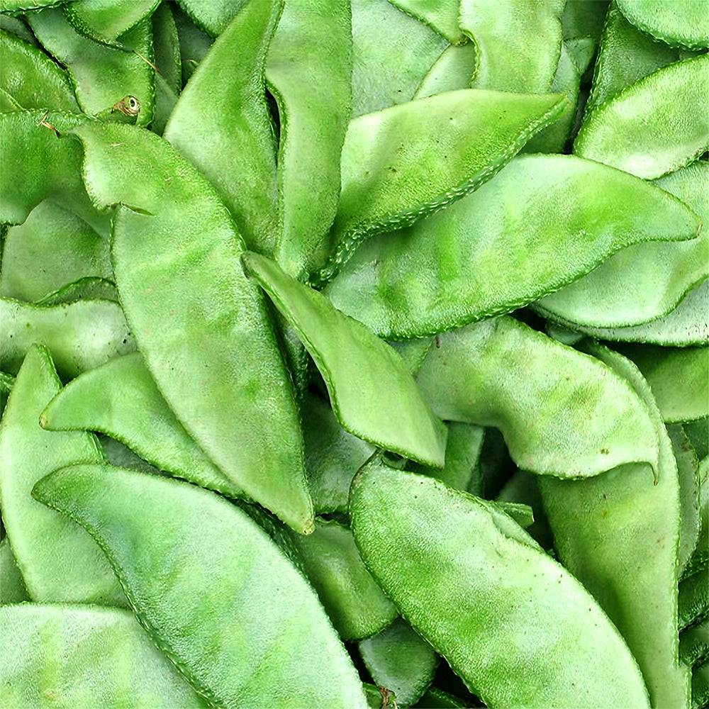 Refreshing Green Hues: 5 Bags (10 Seeds / Bag) of Hyacinth Bean