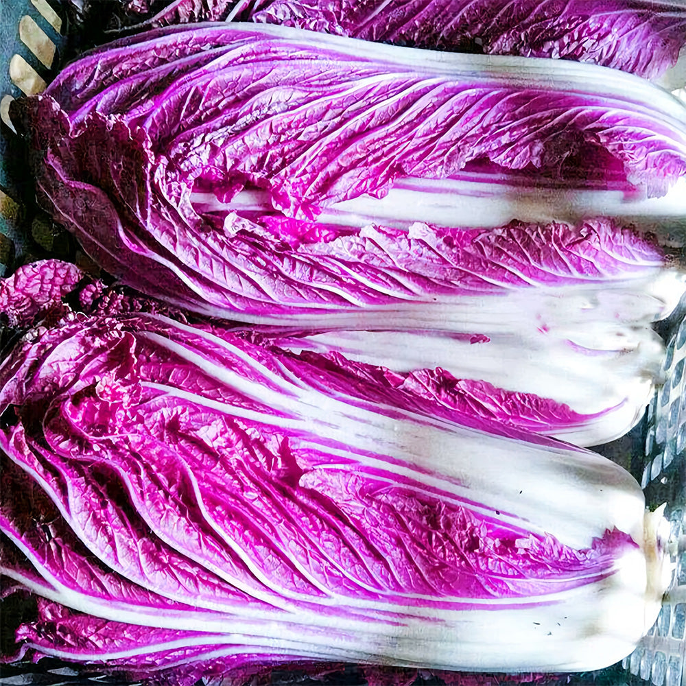 Jingyan® Red Napa Cabbage Seeds