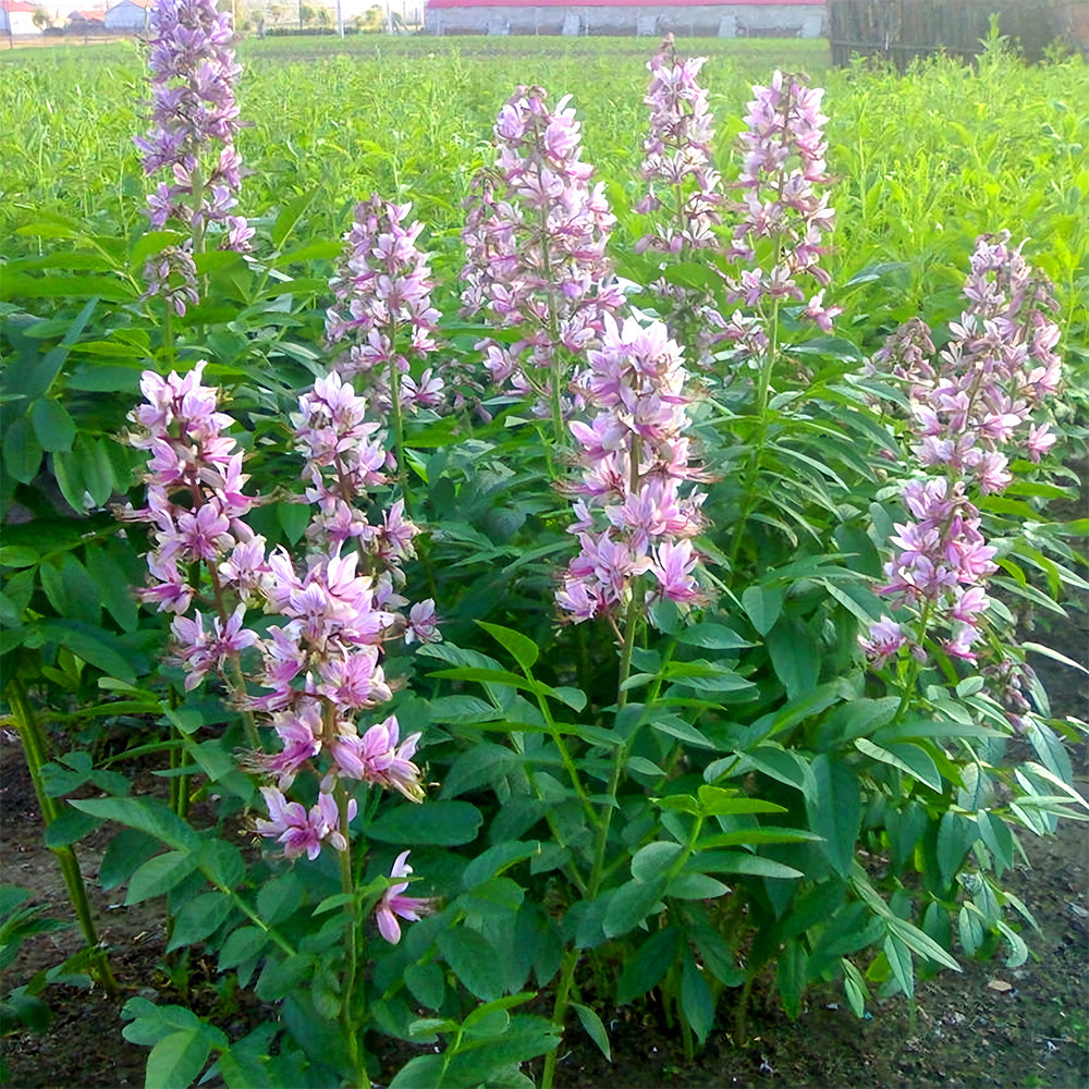 Bellfarm® Dictamnus albus Seeds