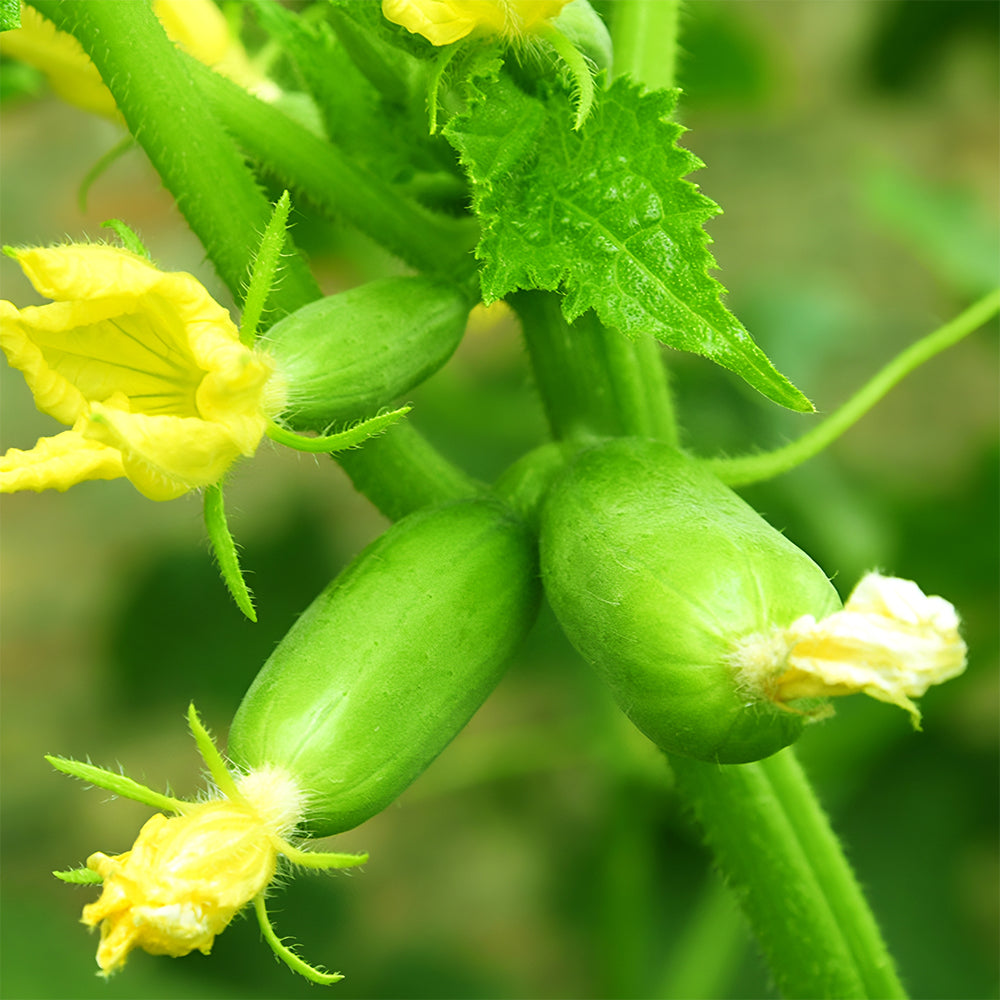 Golden Whispers Fruits: 5 Bags (10 Seeds/Bag) of Petite Creamy Thumb Cucumbers