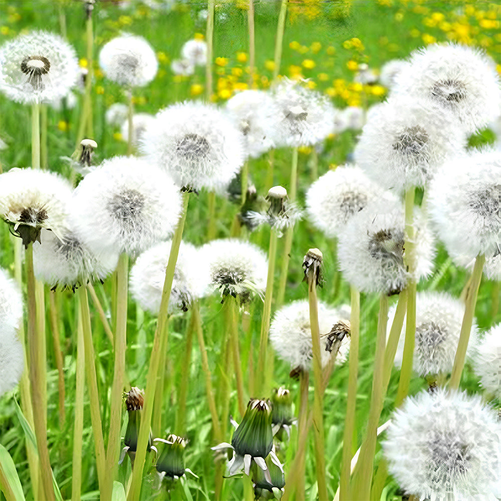 Bellfarm® Dandelion Seeds