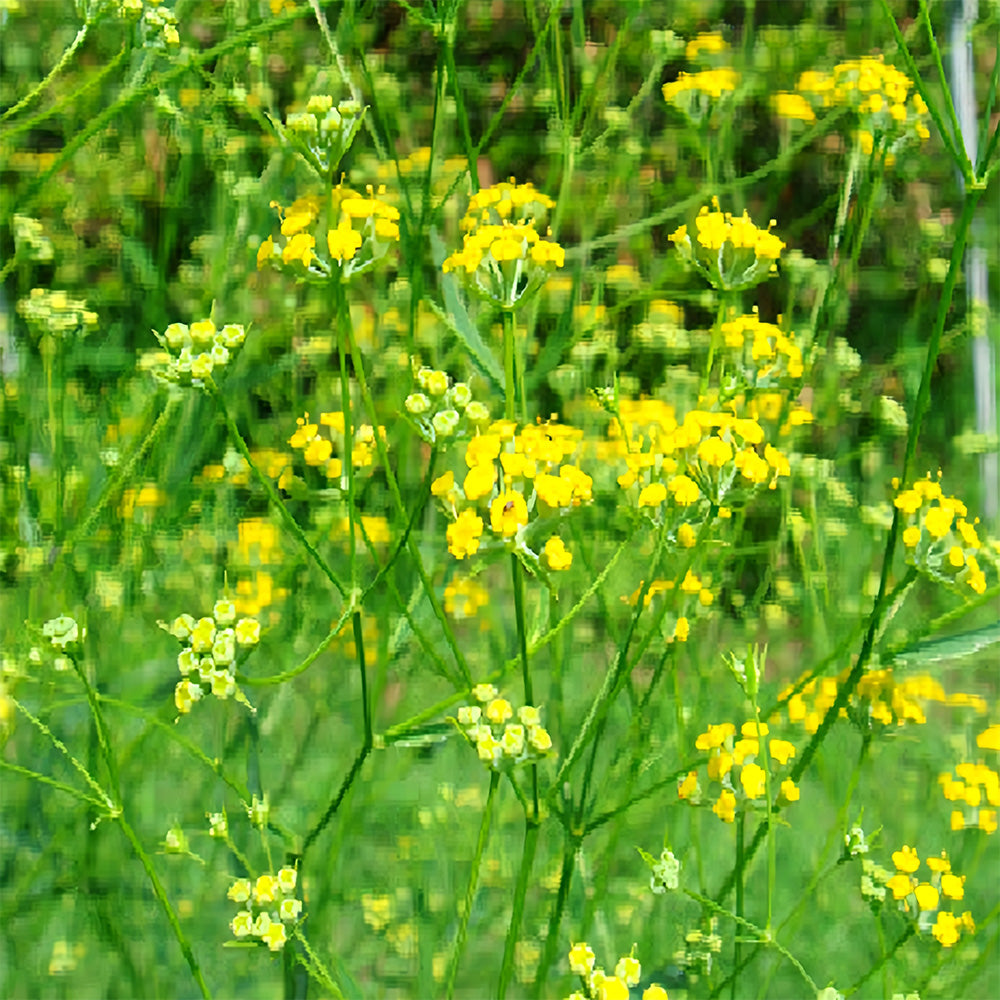 Bellfarm® Bupleurum chinense Seeds