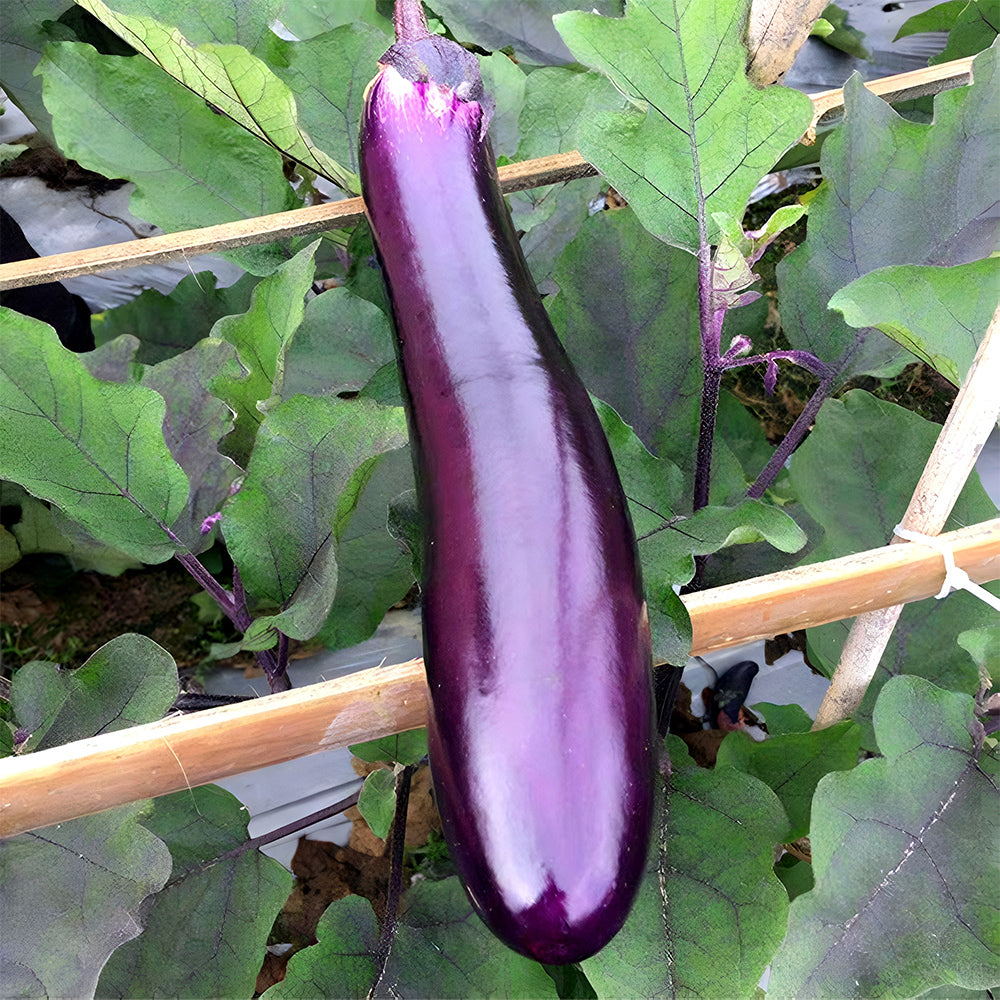 5 Bags (400 Seeds/Bag) of 'Purple Dragon' Long Eggplant Seeds