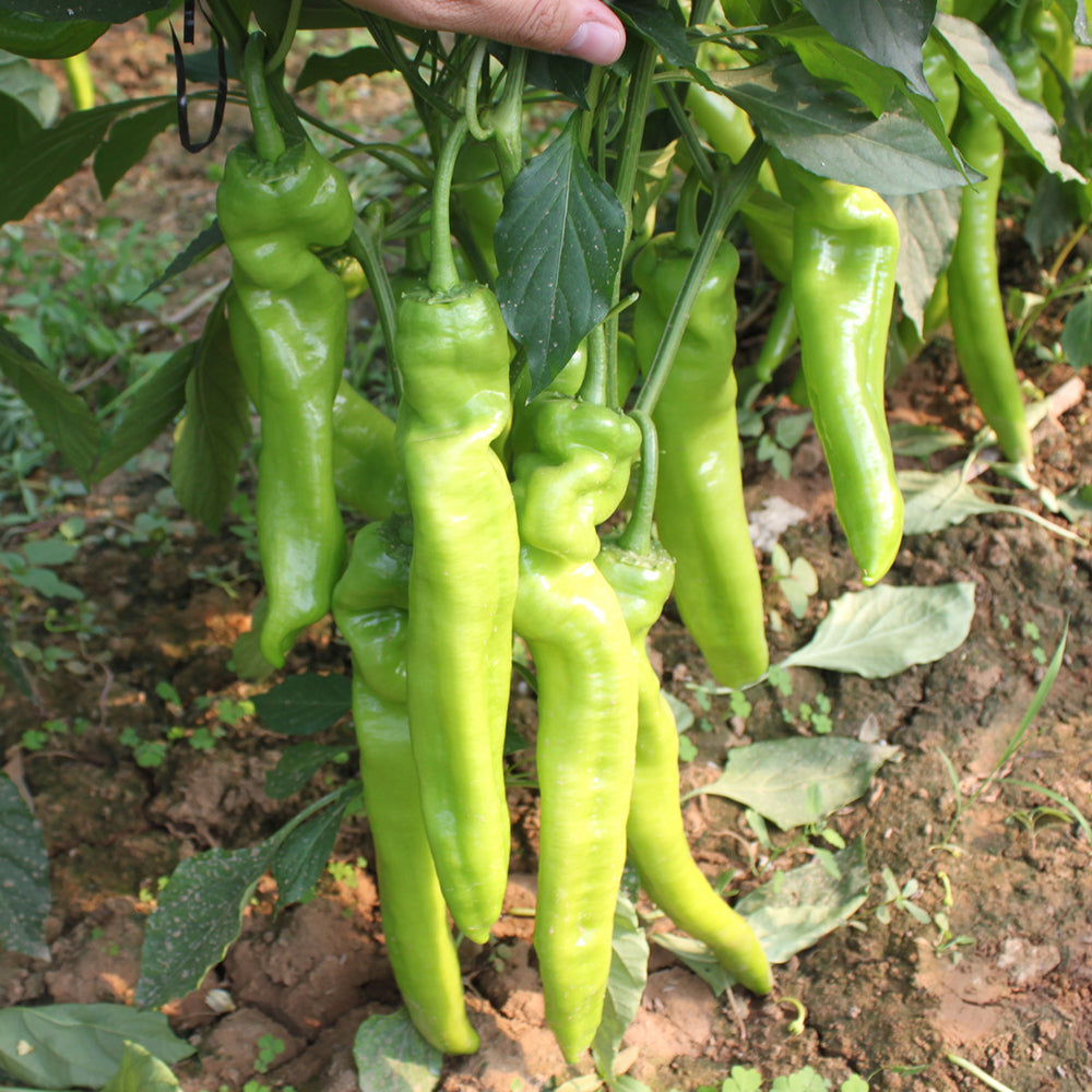5 Bags (200 Seeds / Bag) of Crispy Spicy 'Lamb Horn' Peppers
