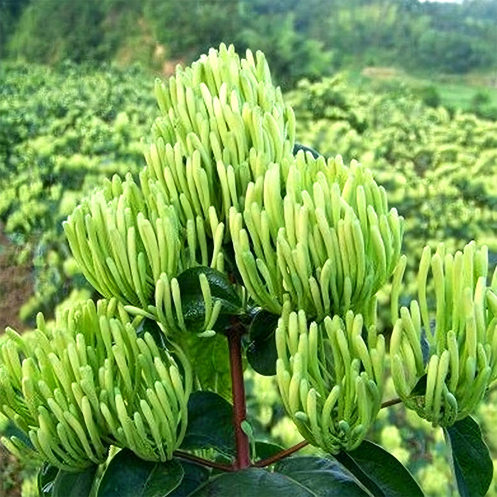 Bellfarm® Chinese Honeysuckle Seeds