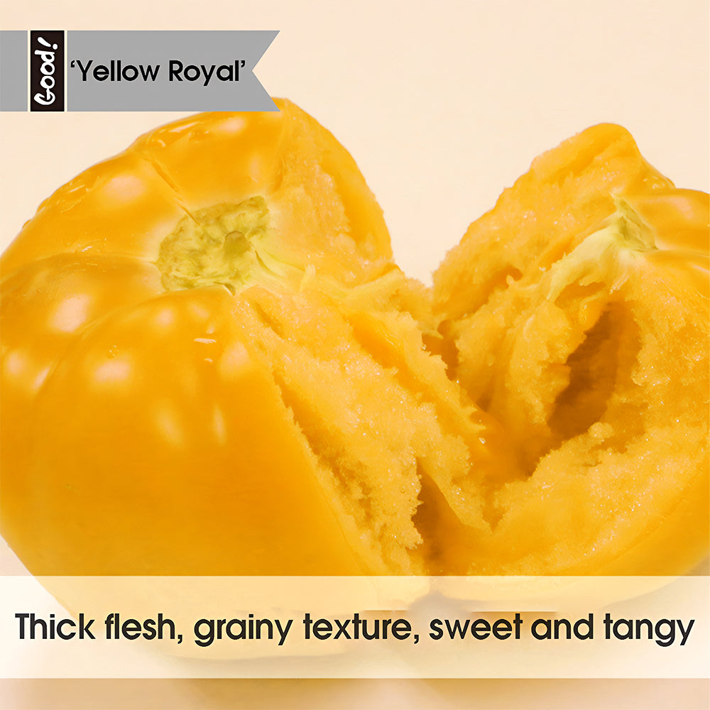 Harvest Gold: 5 Bags (200 Seeds / Bag) of 'Imperial Concubine' Yellow Tomatoes
