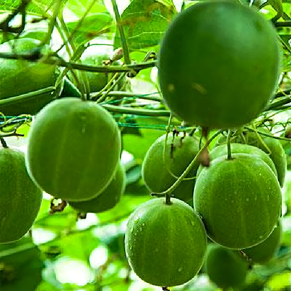Bellfarm® Monk Fruit Seeds, Pack of 10 Seeds