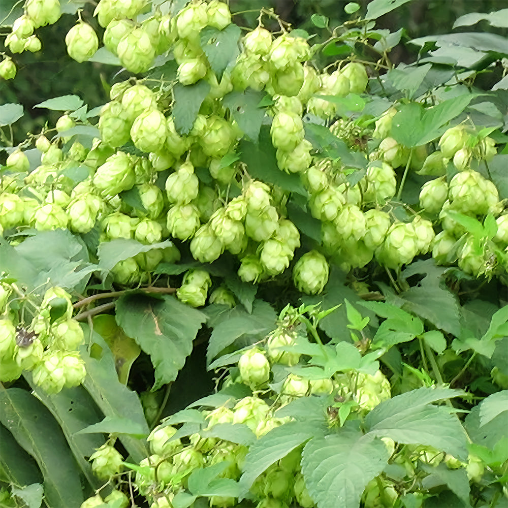 Grow Your Own Hops: 10 Seeds of the Humulus lupulus Vine Plant