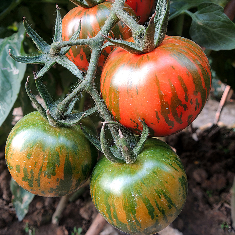Colorful Bounty: 5 Bags (200 Seeds / Bag) of Red Zebra Tomatoes
