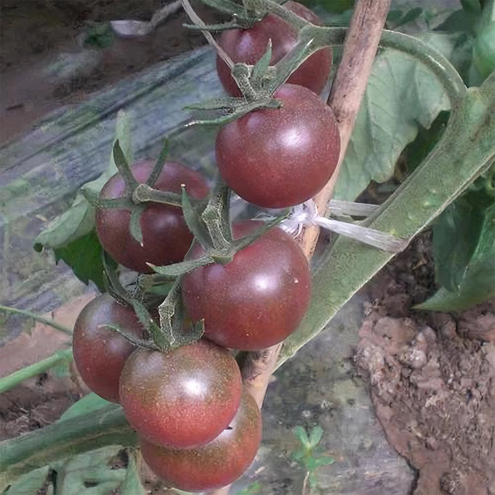 Sweets from Your Garden: 5 Bags (100 Seeds / Bag) of 'Purple Pearl' Cherry Tomatoes