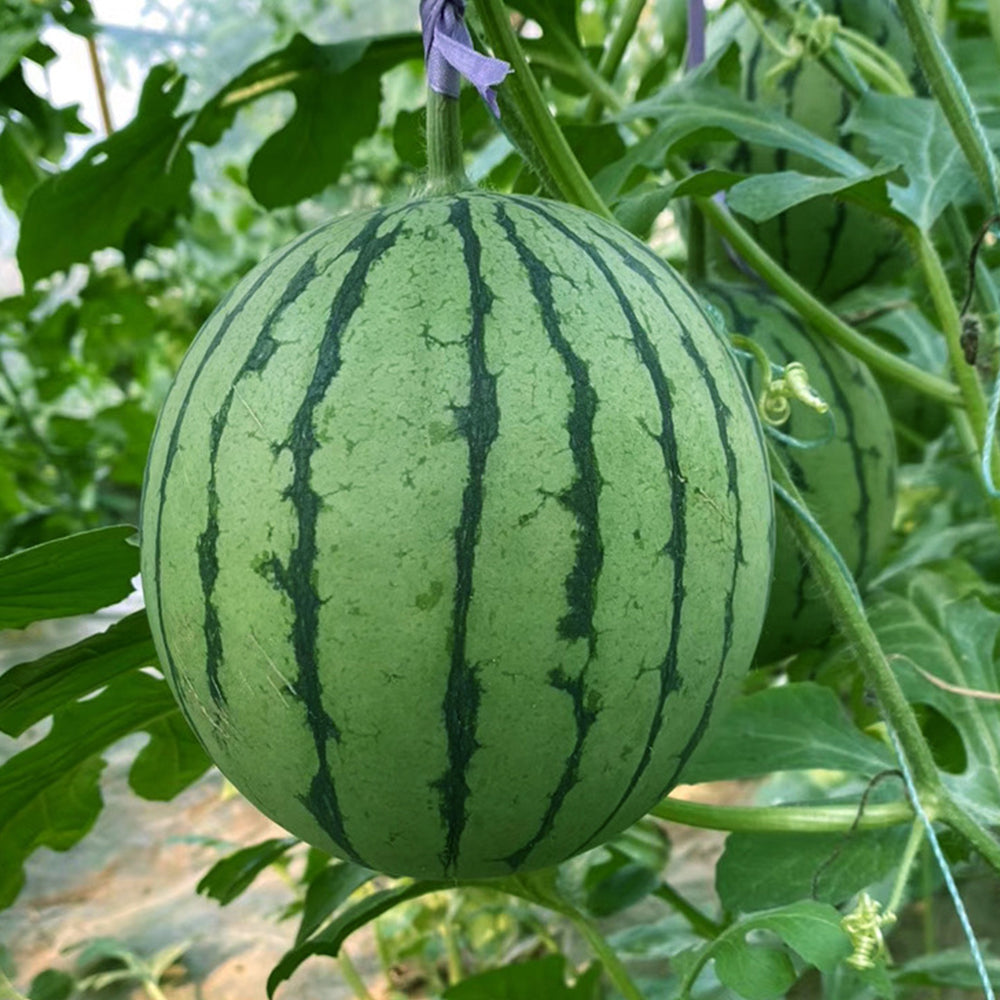5 Bags (20 Seeds / Bag) of 'Xiaoyu Peeling' Series Watermelon Seeds