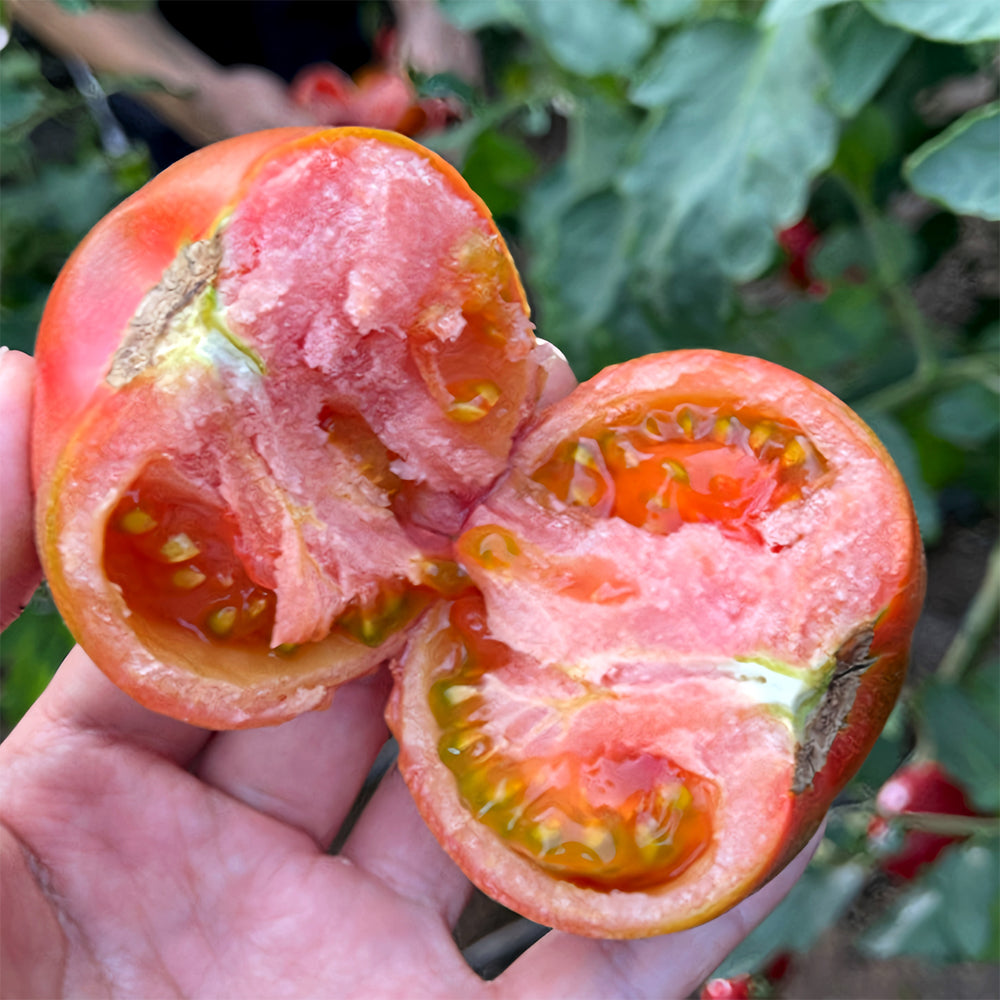 Flavor Explosion: 5 Bags (100 Seeds / Bag) of 'Strawberry Fruit' Tomatoes
