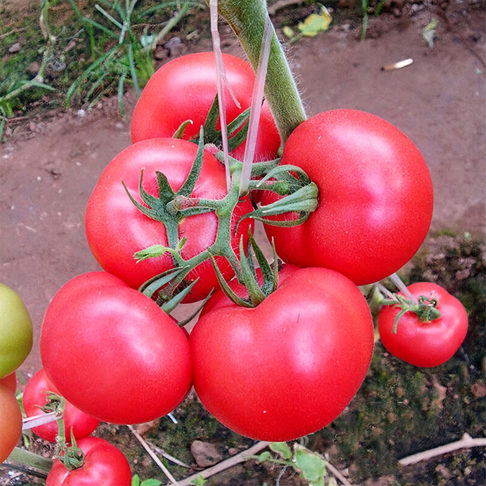 Elegance in Pink: 5 Bags (200 Seeds / Bag) of 'Fluffy Pink 802' Tomatoes