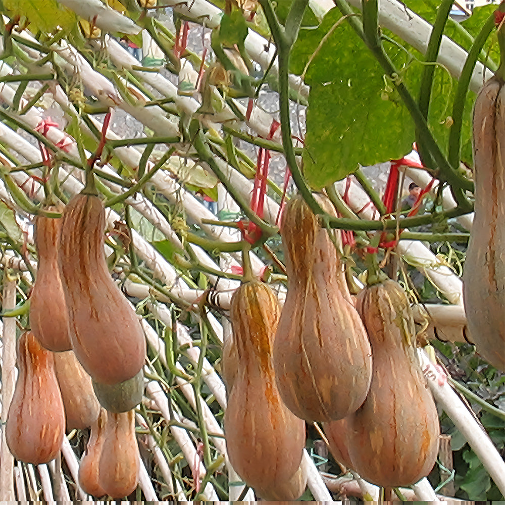 5 Bags (50 Seeds / Bag) of Chinese Miben Pumpkin Seeds
