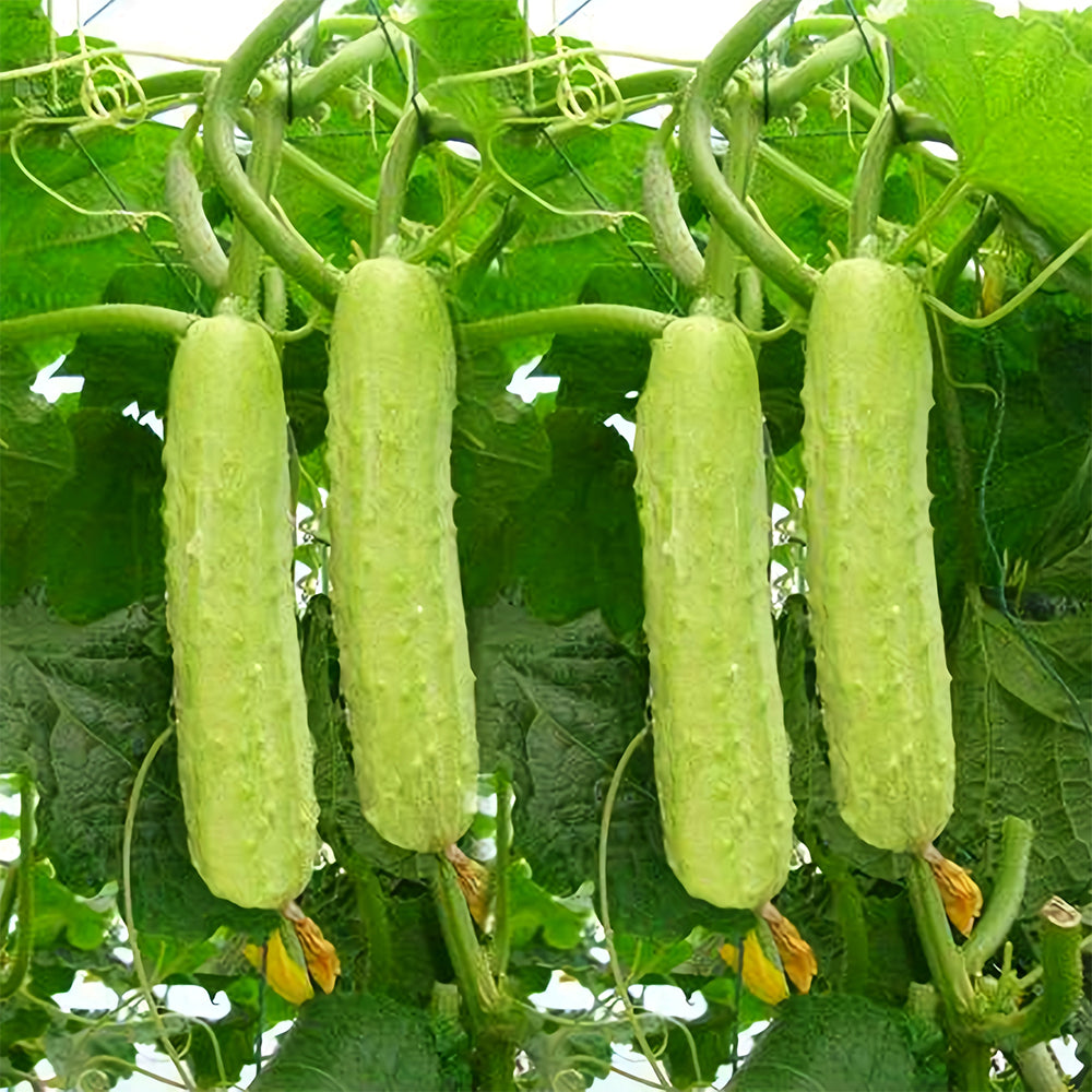 5 Bags (40 Seeds/Bag) of White Cucumber Seeds with Thorns