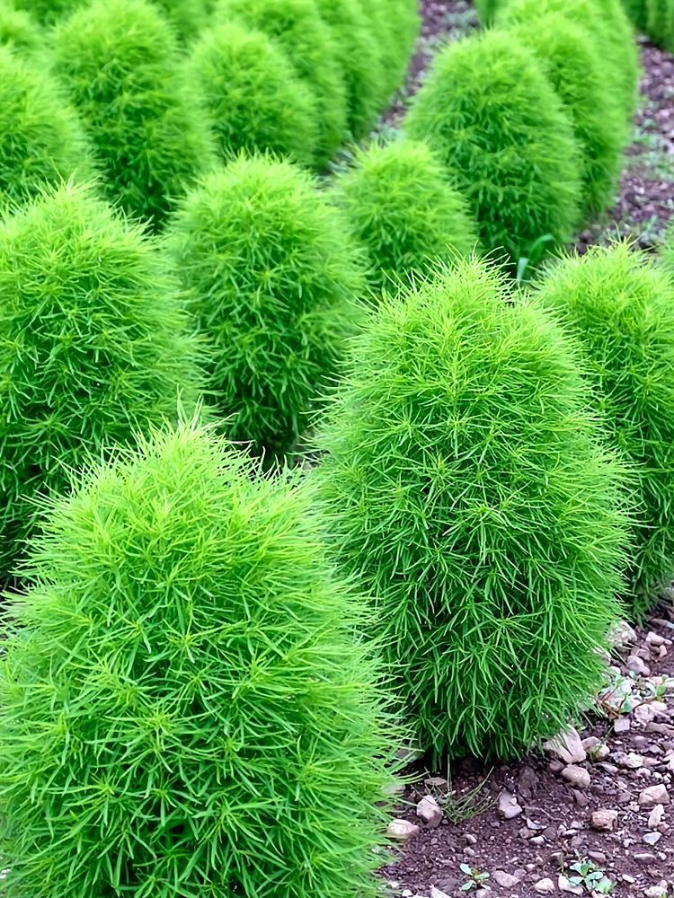 Kochia Scoparia, Green