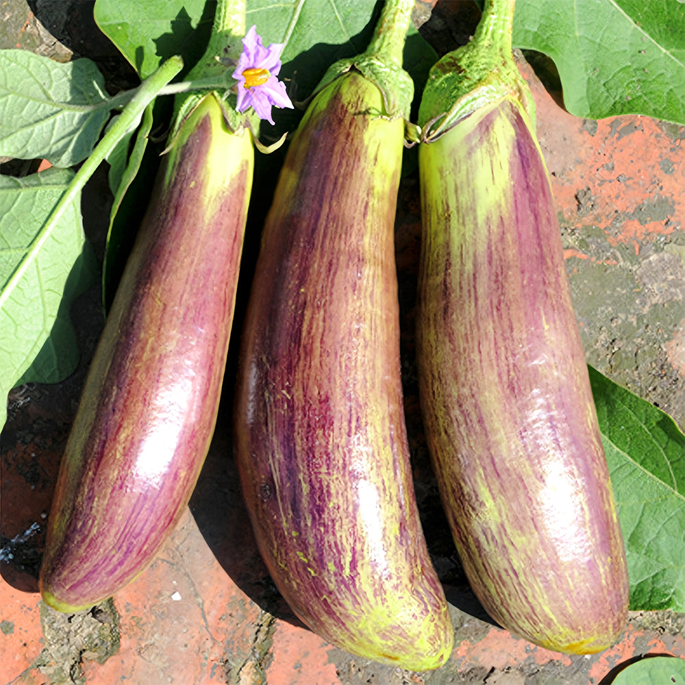 5 Bags (300 Seeds/Bag) of 'Sichuan Bamboo Silk' Eggplant Seeds