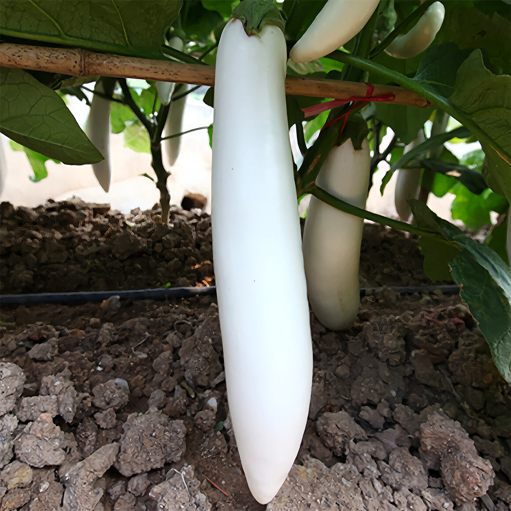 5 Bags (300 Seeds/Bag) of White Long Eggplant Seeds