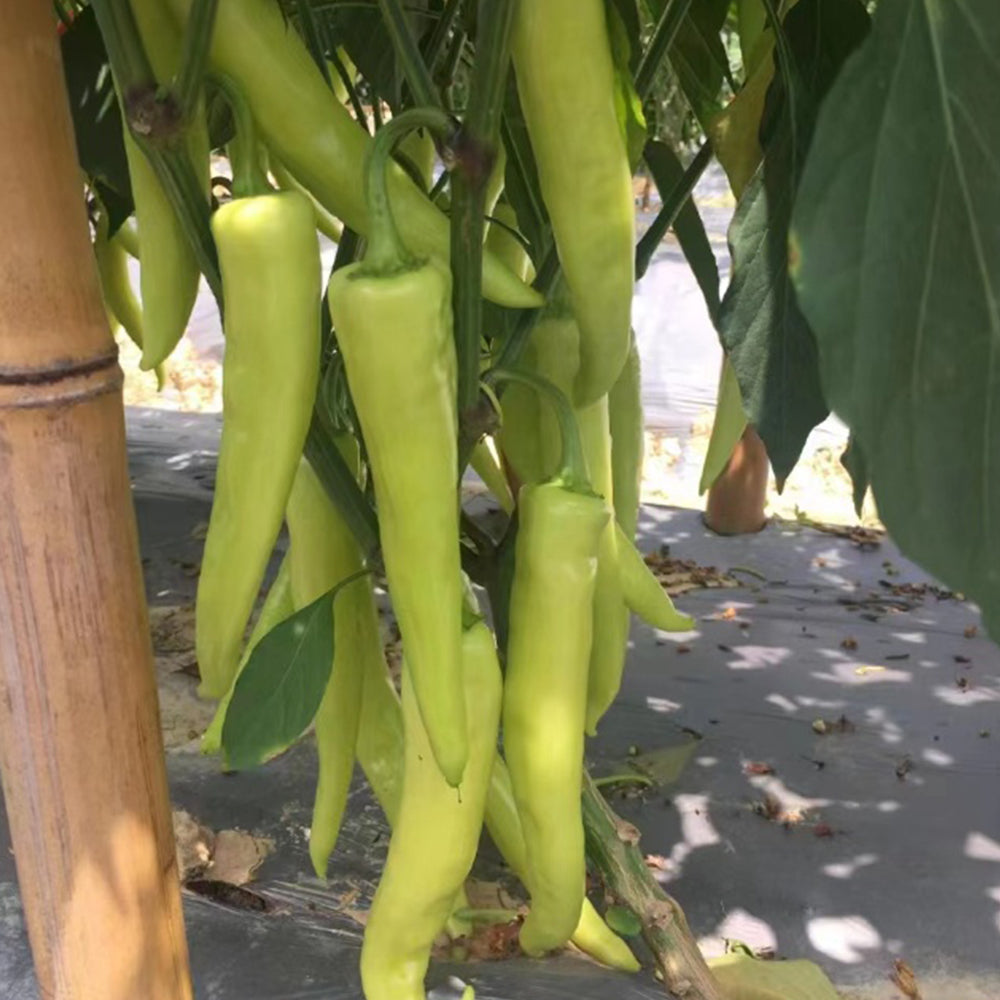 5 Bags (100 Seeds / Bag) of 'Golden Sword' Peppers