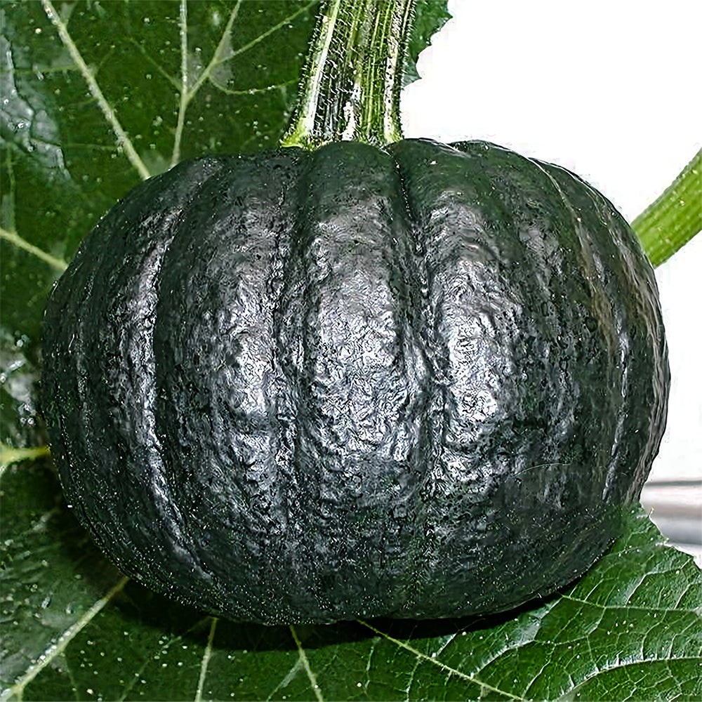 5 Bags (20 Seeds/Bag) of Japanese Black Pumpkin Seeds