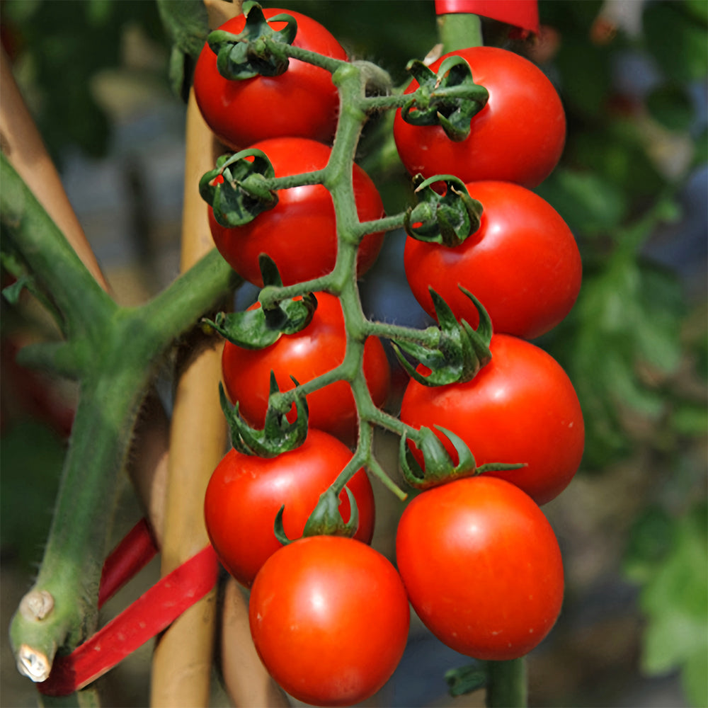Cascade Beauty: 5 Bags (100 Seeds / Bag) of 'Waterfall' Tomatoes