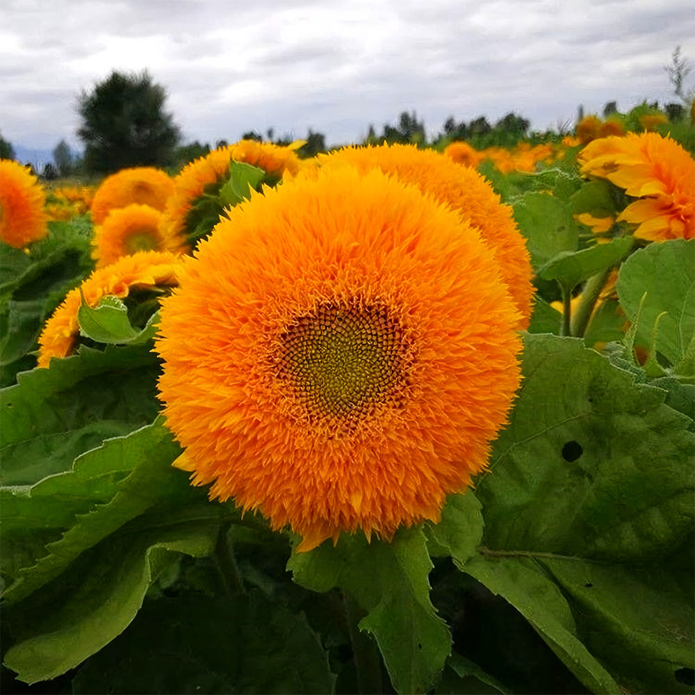 'Teddy Bear' Dwarf Sunflower Seeds (30cm)