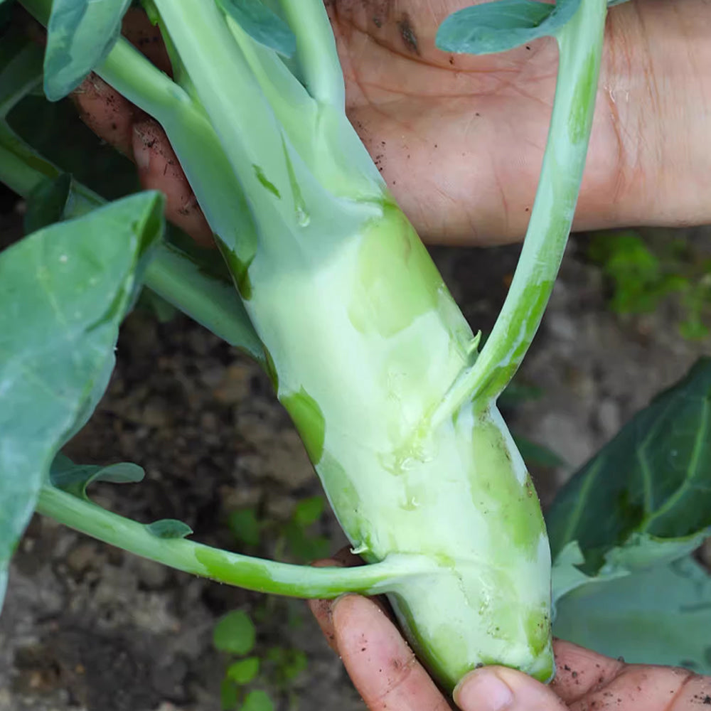 Jingyan® Huge Stem Gai Lan Seeds