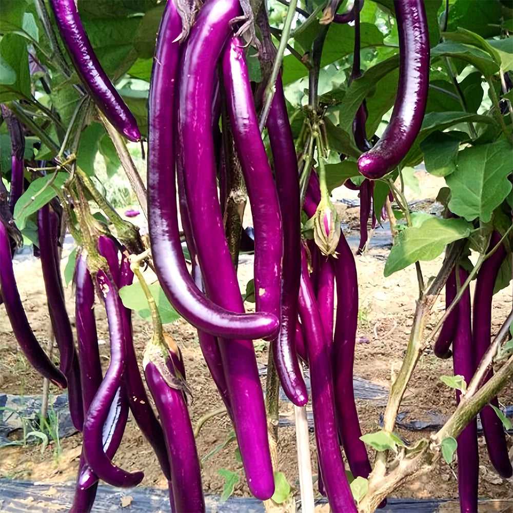5 Bags (100 Seeds/Bag) of 'Purple Dragon' Hangzhou Eggplant Seeds