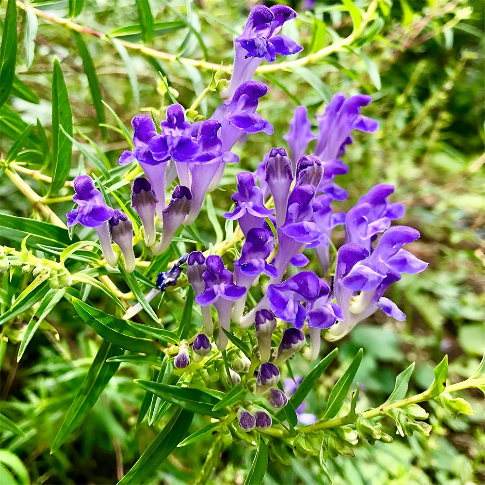 Bellfarm® Chinese Skullcap Seeds