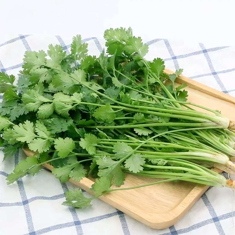 Jingyan® Organic Coriander Seeds