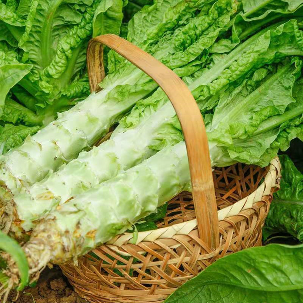 5 Bags (3000 Seeds / Bag) Green Asparagus Lettuce Seeds