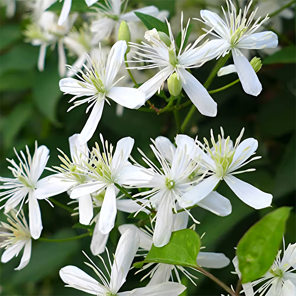 Clematis Chinensis