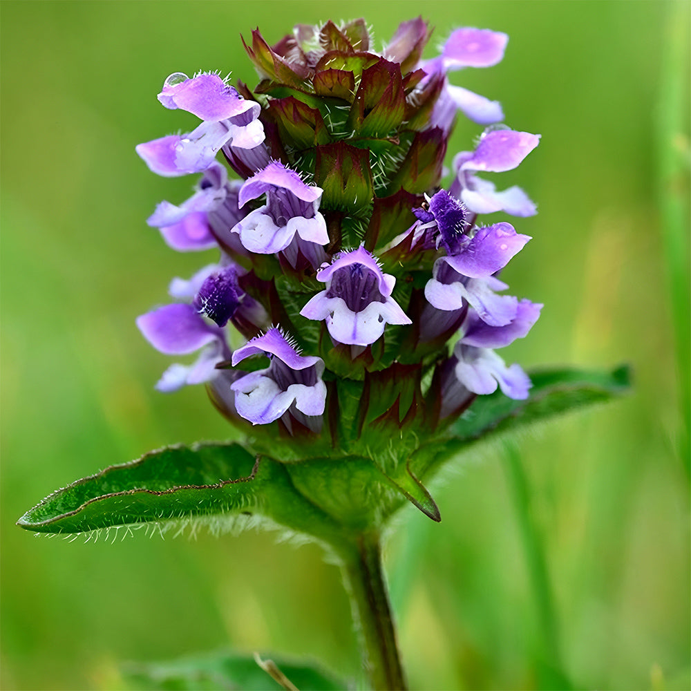 Bellfarm® Self Heal Seeds
